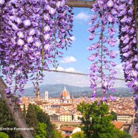 Una cascata di glicine per Firenze.