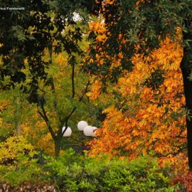 I colori autunnali alle Cascine.