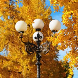 Il lampione vanitoso tra le piante di ginkgo biloba alle Cascine.