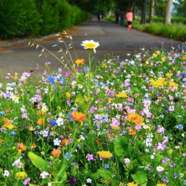 Le Cascine in fiore.